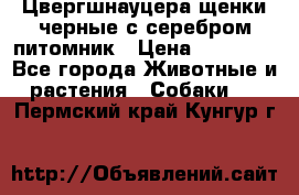 Цвергшнауцера щенки черные с серебром питомник › Цена ­ 30 000 - Все города Животные и растения » Собаки   . Пермский край,Кунгур г.